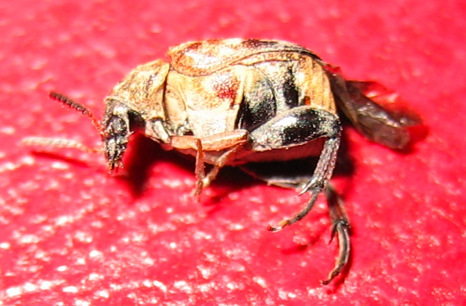 Chrysomelidae Bruchinae: Megabruchidius tonkineus